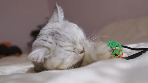  Scottish gray cat on the sofa at home Stock Footage 181593383