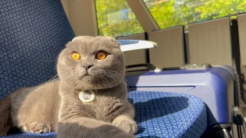 Scottish gray cat traveling by train. Animals travel Stock-Footage 253173872