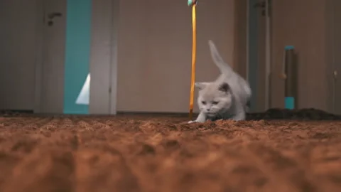 Scottish Gray Fluffy Cute Kitten Runs After the Ribbon to the Camera in Slow Mo Stock Footage 181527762