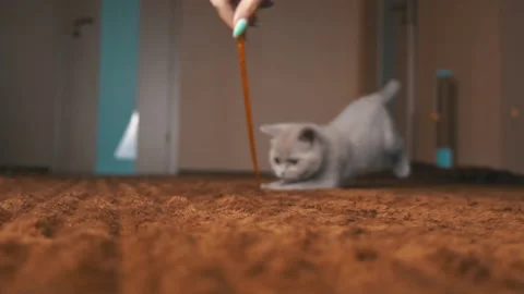 Scottish Gray Fluffy Cute Kitten Runs After the Ribbon to the Camera in Slow Mo Stock Footage 181584678