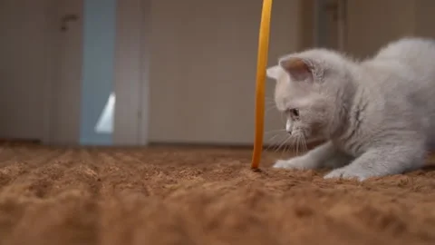 Scottish Gray Fluffy Cute Kitten Runs After the Ribbon to the Camera in Slow Mo Stock Footage 181966154