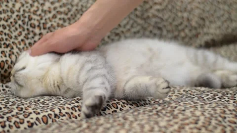 Scottish gray kitten on the sofa at home. Stock Footage 181547194