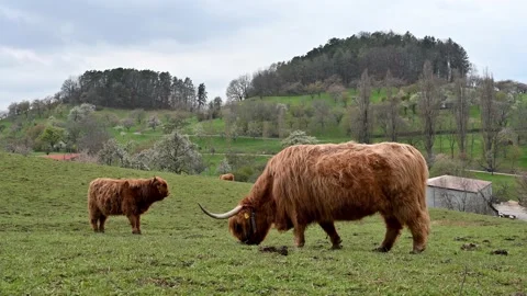 Scottish Highland Cattle and her calf grazing, 4K Stock Footage