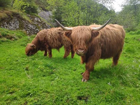 Scottish Highland Cattle Bos taurus taurus Norway Europe Stock Photos