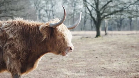 Scottish highland cattle chewing grass in a field Stock Footage 292924664