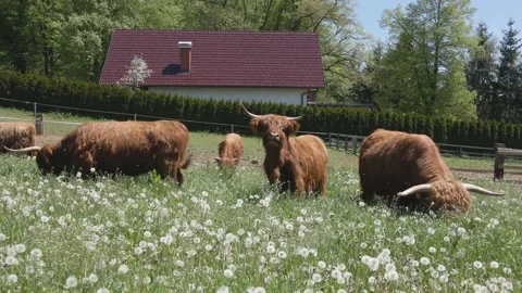 Scottish Highland cattle chews grass on pasture in a sunny weather. Moving a Stock Footage 153834331