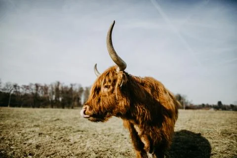 Scottish highland cattle closeup Stock Photos