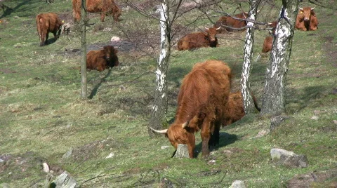 Scottish Highland cattle Видео 364557