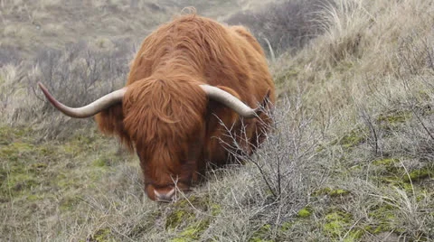Scottish Highland Cattle Video stock 22497358