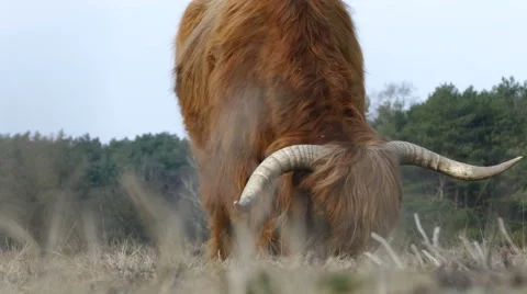 Scottish Highland Cattle Stock Footage 48001916