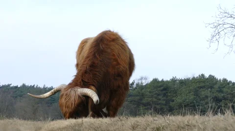 Scottish Highland Cattle Stock Footage 48002570