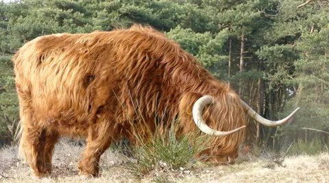 Scottish Highland Cattle Stock Footage 48002836