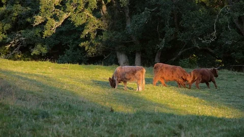 Scottish Highland Cattle Stock Footage 98799107