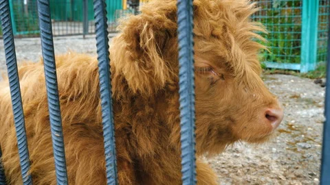 Scottish highland cattle. Stockbeeldmateriaal 99078054