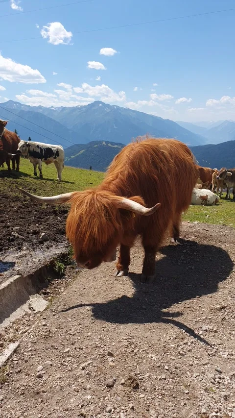 Scottish highland cattle 스톡 동영상 169769889