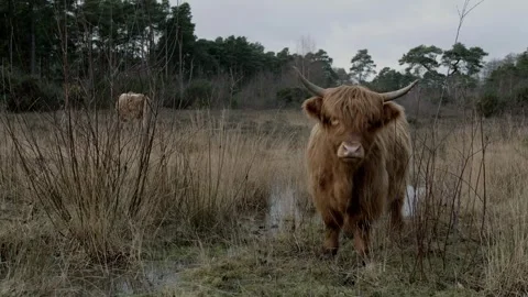 Scottish Highland Cattle Stock Footage 260813518