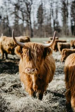 Scottish highland cattle looking into camera Stock Photos