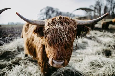 Scottish highland cattle looking into camera Stock Photos