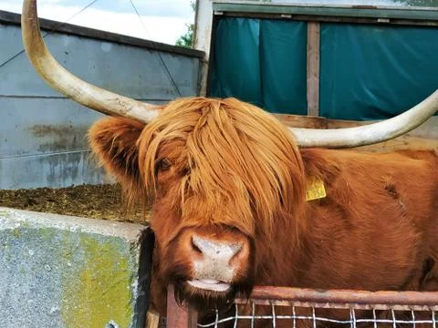 Scottish highland cattle looking into the camera Stock Photos