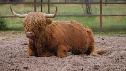 Scottish Highland cattle is lying on the ground 스톡 동영상 142768474
