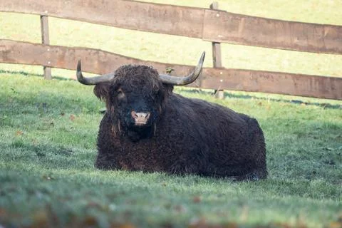 A Scottish highland cattle lying on a meadow in the zoo Olderdissen in Bielef Stock Photos