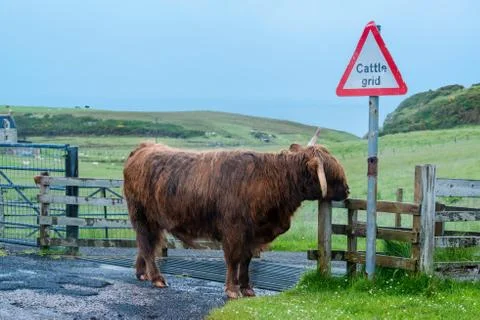 Scottish Highland Cattle Stock Photos