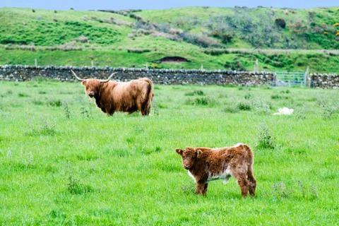 Scottish Highland Cattle Stock Photos