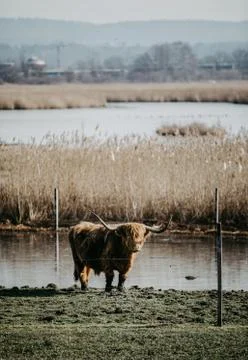 Scottish highland cattle Stock Photos
