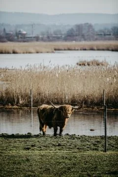 Scottish highland cattle Stock Photos