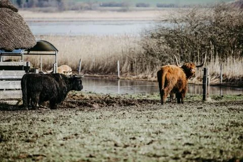Scottish highland cattle Stock Photos
