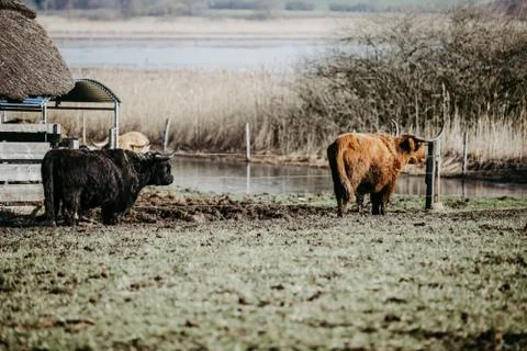 Scottish highland cattle Stock Photos