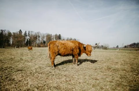 Scottish highland cattle Stock Photos