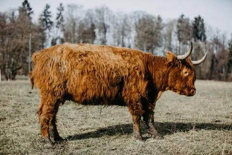Scottish highland cattle Stock Photos