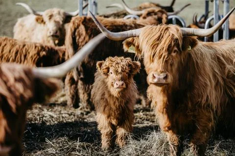 Scottish highland cattle Stock Photos