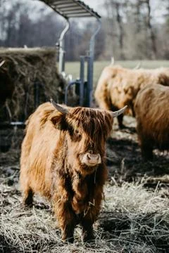 Scottish highland cattle Stock Photos
