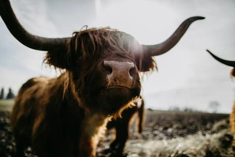 Scottish highland cattle Stock Photos