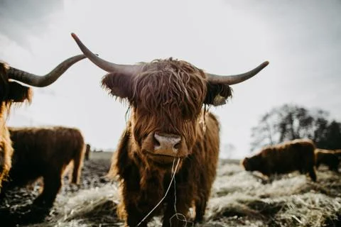 Scottish highland cattle Stock Photos