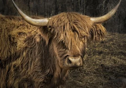 Scottish Highland Cattle Fotos de archivo