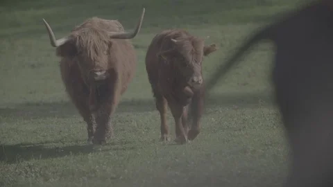 Scottish highland cattle walking 動画素材 76556013