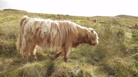 Scottish highland cattle walks through grass Stock Footage 77065041