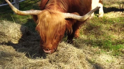 Scottish highland cow Stock Footage 68760465
