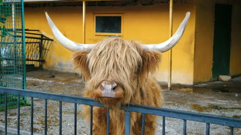 Scottish highland cow. Stockbeeldmateriaal 99064580