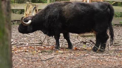 A Scottish highland cow Stock Footage 290046909