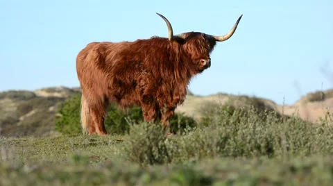 Scottish highland cow standing on a hill on a sunny day Stock Footage