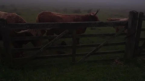 Scottish Highland Cows looking through a gate on a misty and dreich day. Stock Footage 140974620