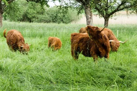 Scottish Highland Cows Stock Photos