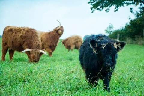 Scottish Highland Cows 写真素材