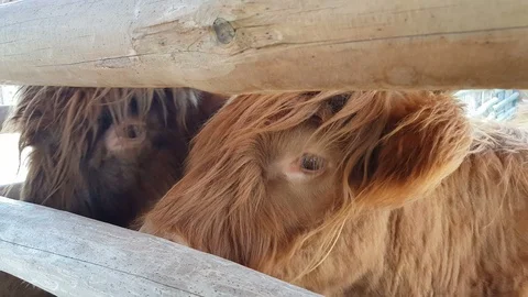Scottish highland long haired cattle cows waiting for food behind wooden fence Stock Footage 95178111