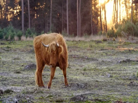 Scottish highlander at beautiful sunset, 4K Stock Footage 70357084
