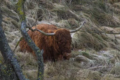 Scottish highlander brown lying in the grass Foto stock